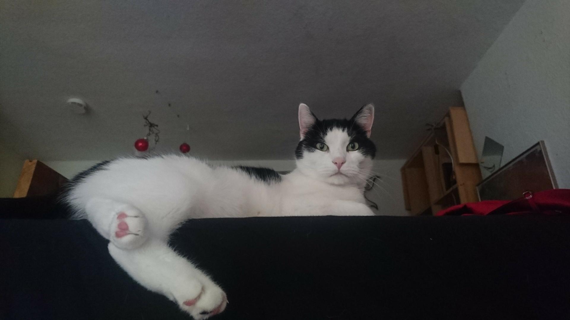 Linus