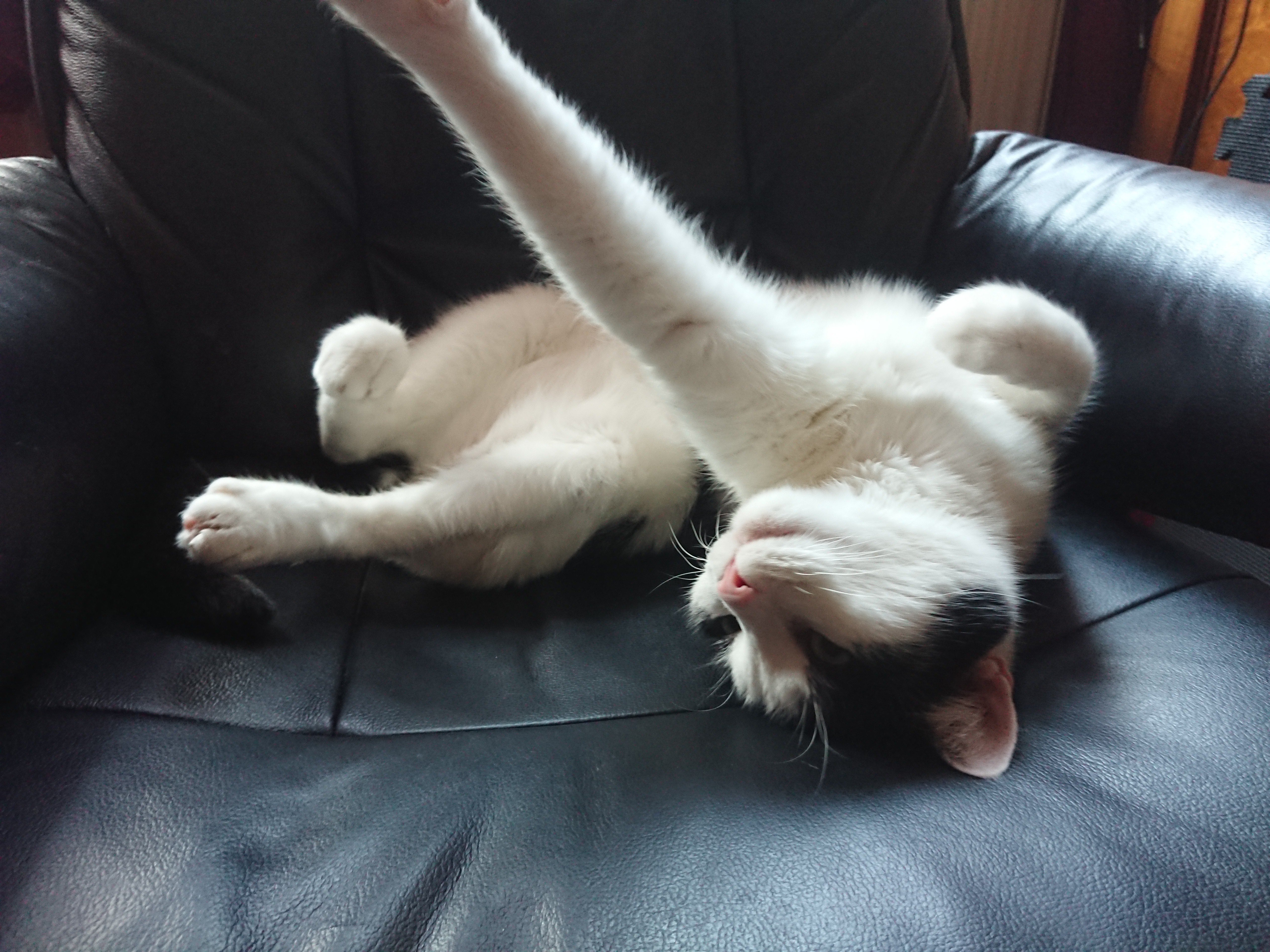 Linus