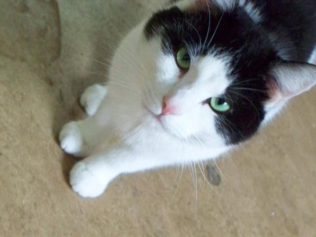 Linus