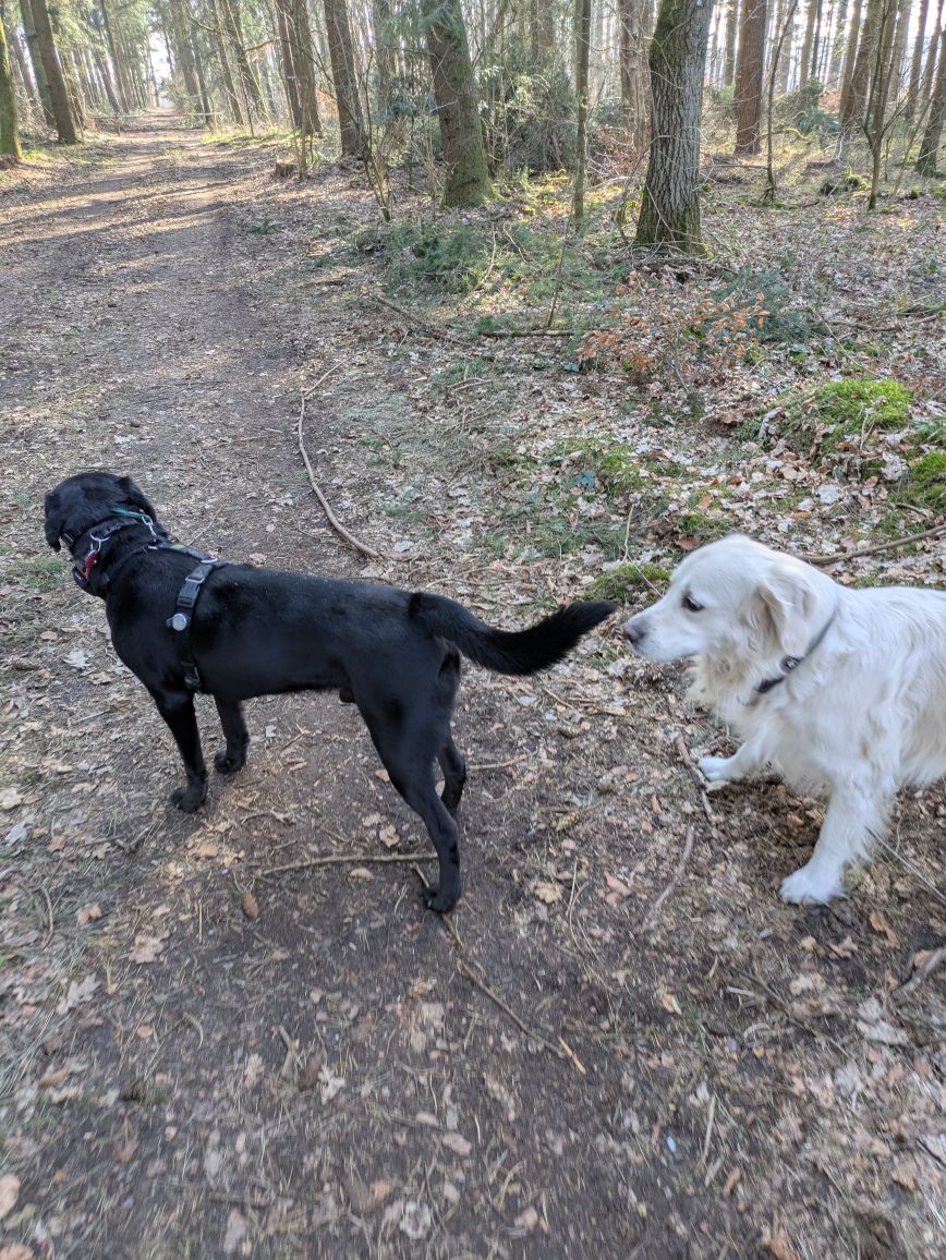 Sudo