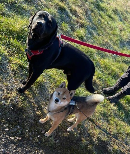 Sudo